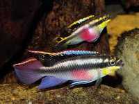 GB barwniak czerwonobrzuchy (Pelvicachromis pulcher)