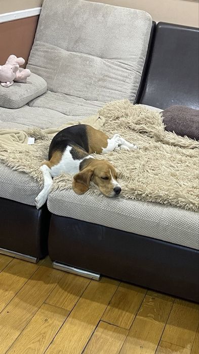Бігіль в добрі руки