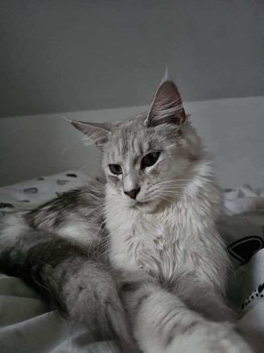 Kotka Maine Coon gotowa do zmiany domu.