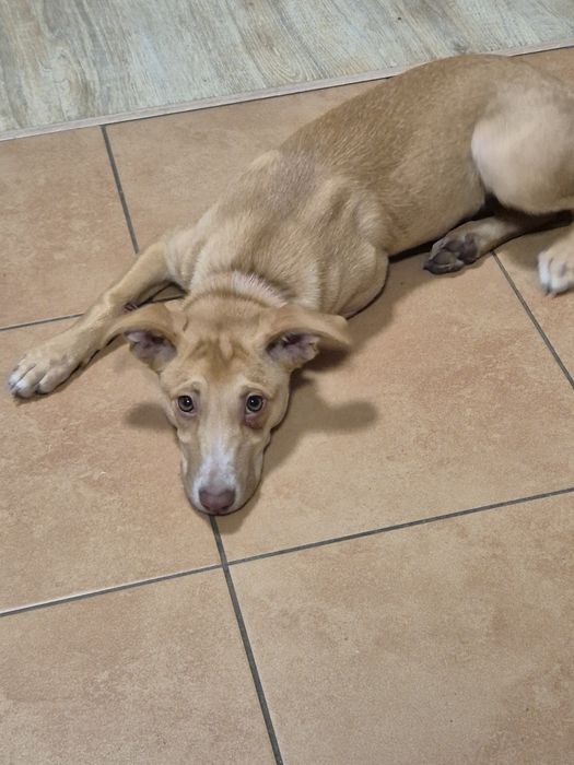 Pilnie oddam szczeniaka