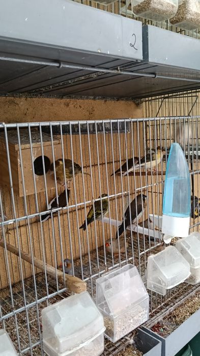 Canários,mandarins,bengalins, codornizes gigantes