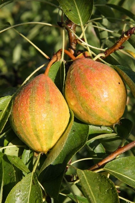 Pereira da Pera Tigrada - SUPER DOCE - Planta enxertada de coleção