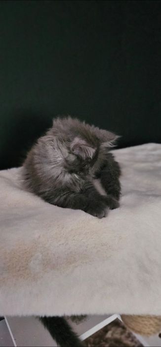 Koteczka Maine coon