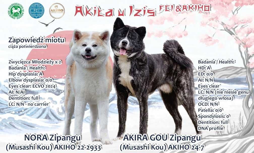 Szczeniak suczka po importach Akita japońska ZKwP/FCI & AKIHO