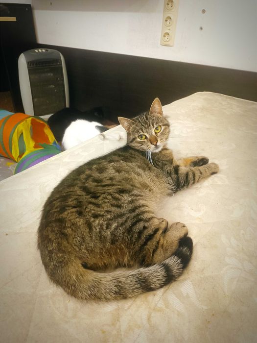 Смугастий зачекався на дім...