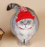 Chapeu para animais