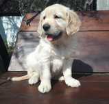 Golden Retriever suczka