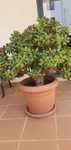 Planta ou árvore de Jade