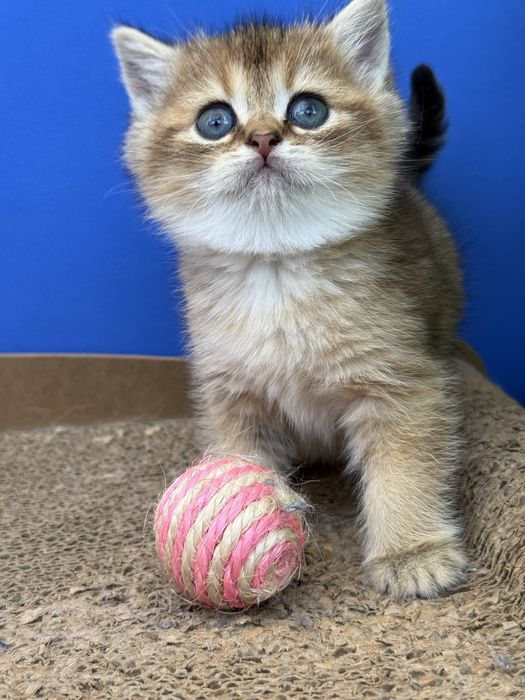 Macho scottish stright