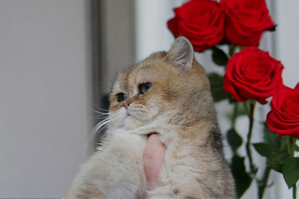 Плюшевый и очень породистый Котофей