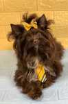 Yorkshire Terrier - Kolor York