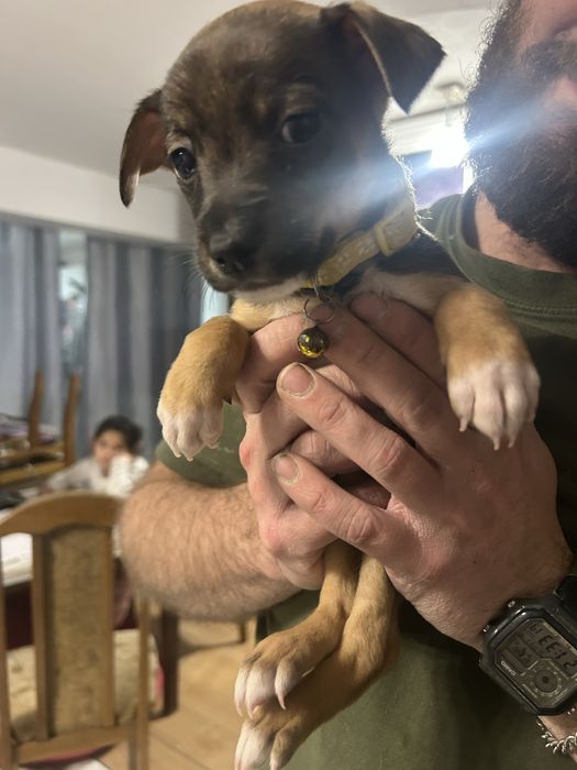 Oddam Szczeniaczki w dobre rece