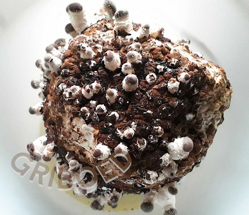 2 грибных блока ШИИТАКЕ. Выращивайте дома ПОЛЕЗНЫЕ ГРИБЫ, это просто!