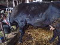 Zacielona  Krowa angus