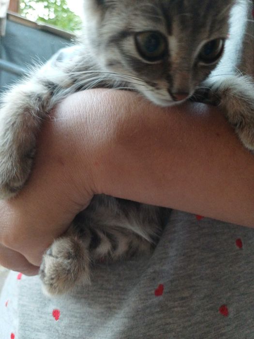 Кошеня  дівчинка котенок девочка