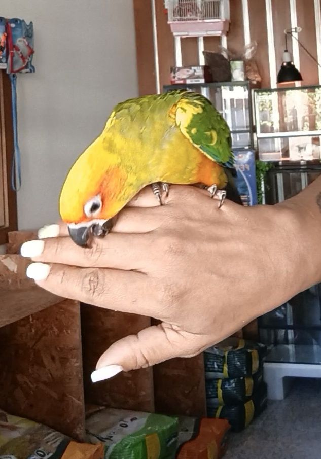 Aratingas do sol criadas à mão aves muito  meigas