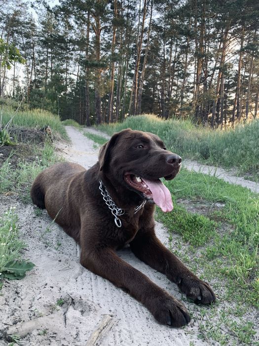 Злучка, вязка лабрадора