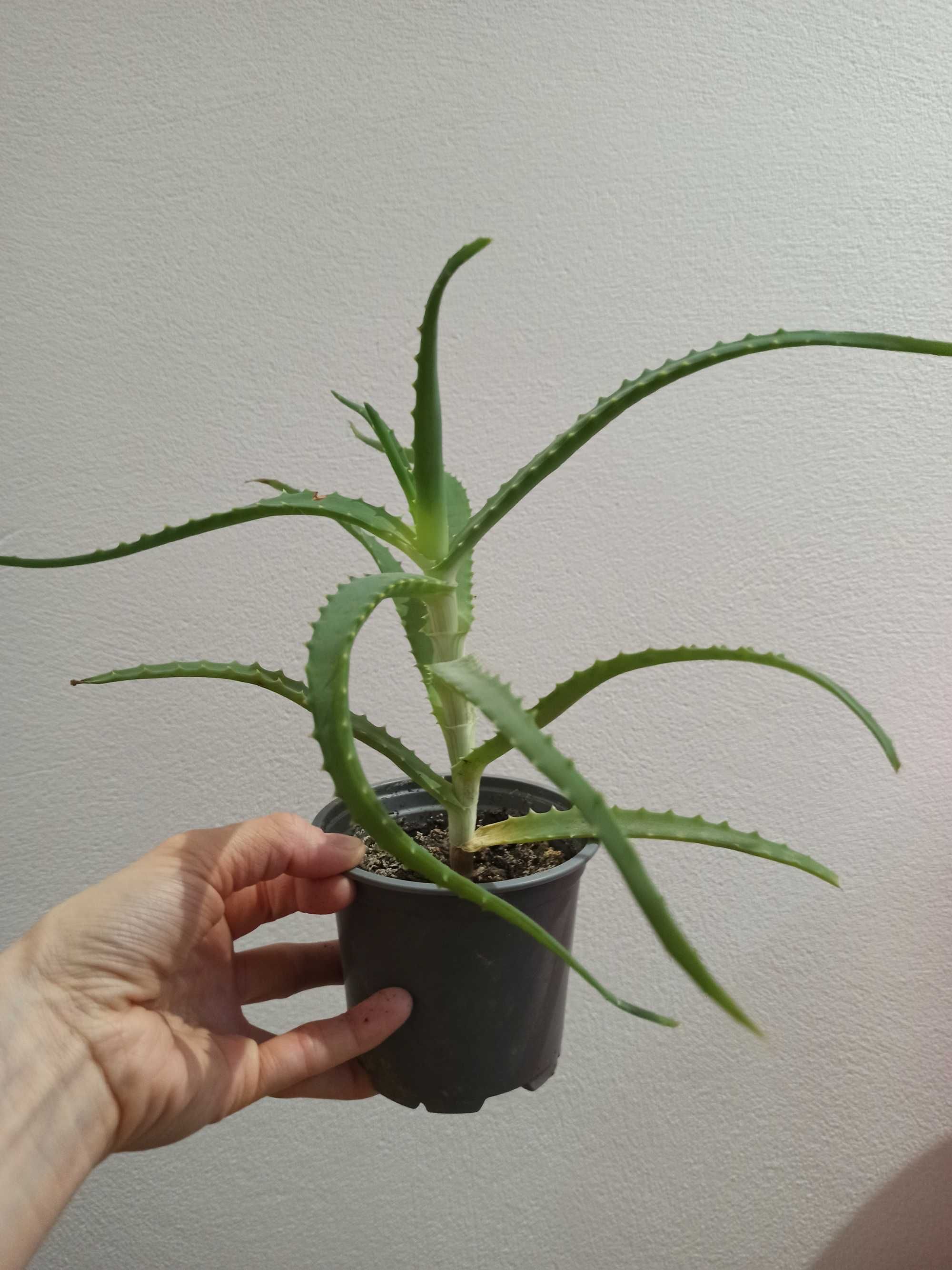 Aloes sadzonka ukorzeniona