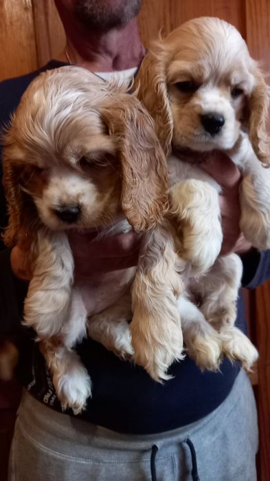 Дівчатка і хлопчики американський кокер-