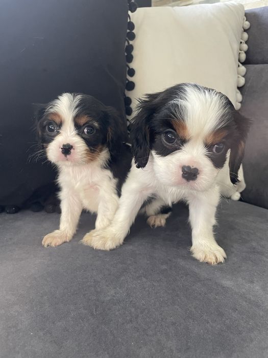 Piesek Cavalier King Charles Spaniel tricolor