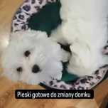 Maltańczyk piesek