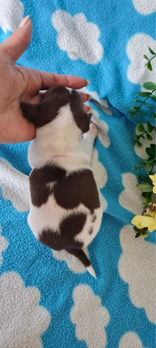 Excelente miniChocolate Chihuahua/Chiuaua de Qualidade, Linhagem Russa