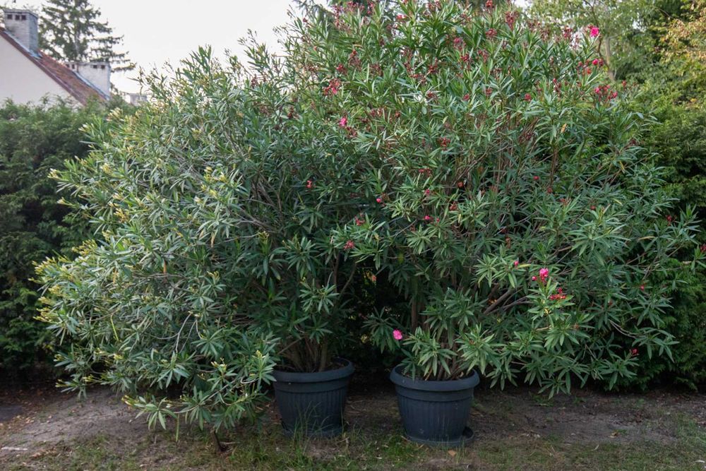 Duży Kwiat Ogrodowy Oleander 3 m, Różowy i Biały