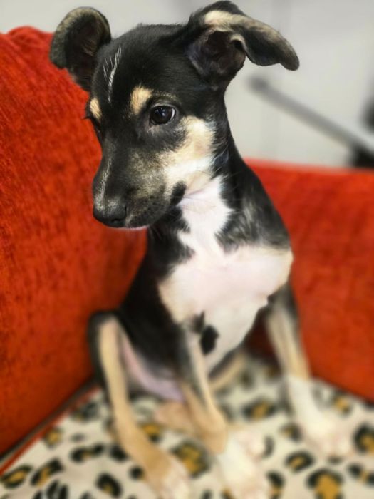 Szczeniaki szukają domków