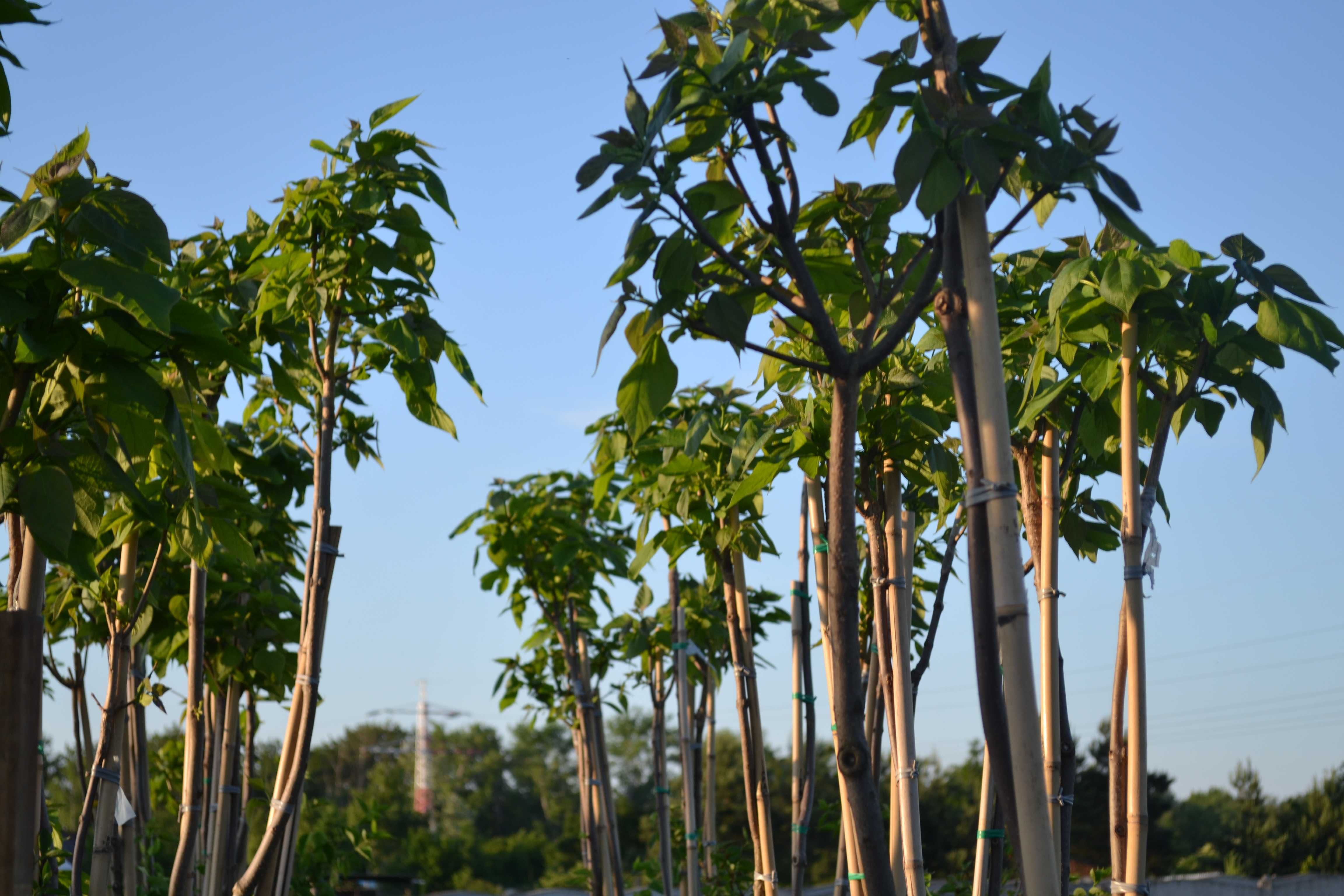 surmia "nana" katalpa, catalpa, szczepiony 1,6- 1,8m, obwód 8-10 cm