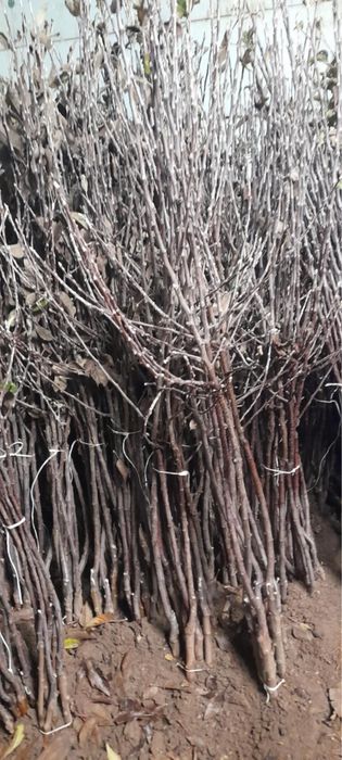 Drzewka owocowe golden gala jeronimo