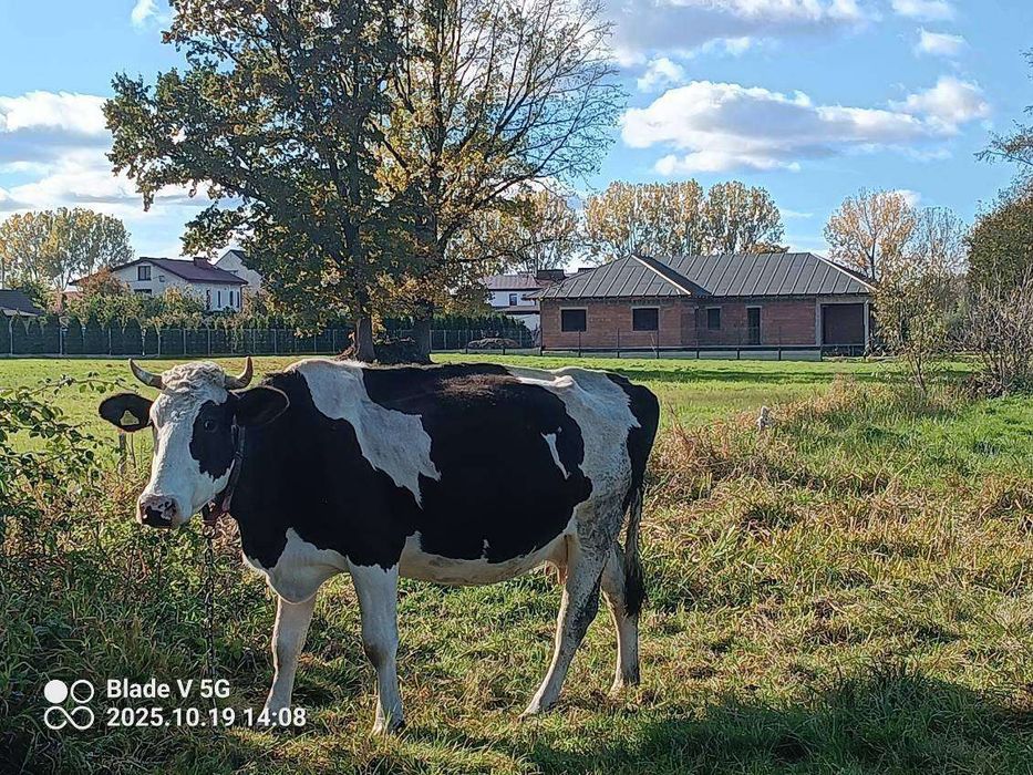 Zwierzęta bydło krowa