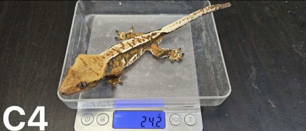 Samce Gekona orzesionego