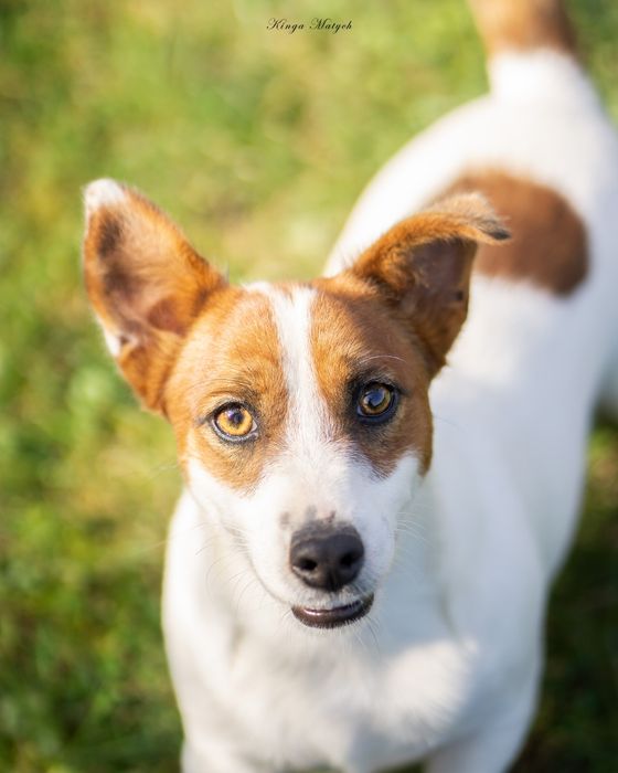 Suczka Jack Russell terrier nr 2/badania genetyczne/wyprawka