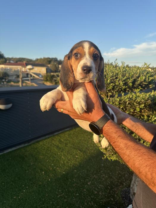 Beagle  menina top