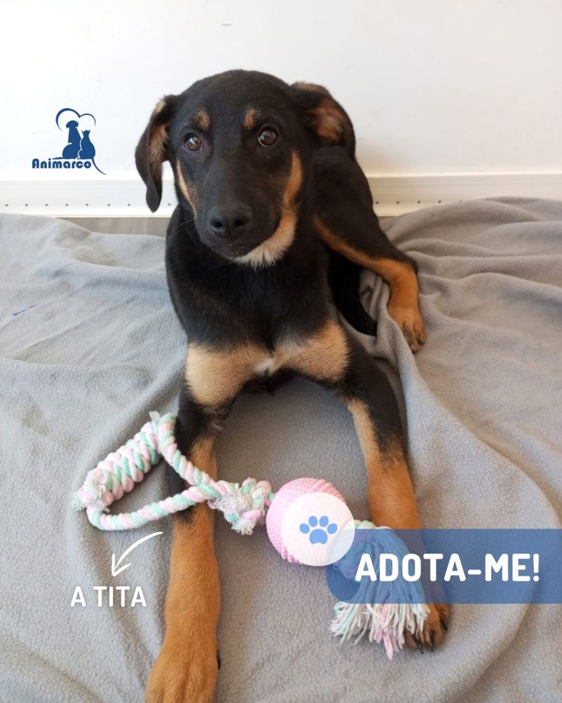 Tita cadela jovem porte medio