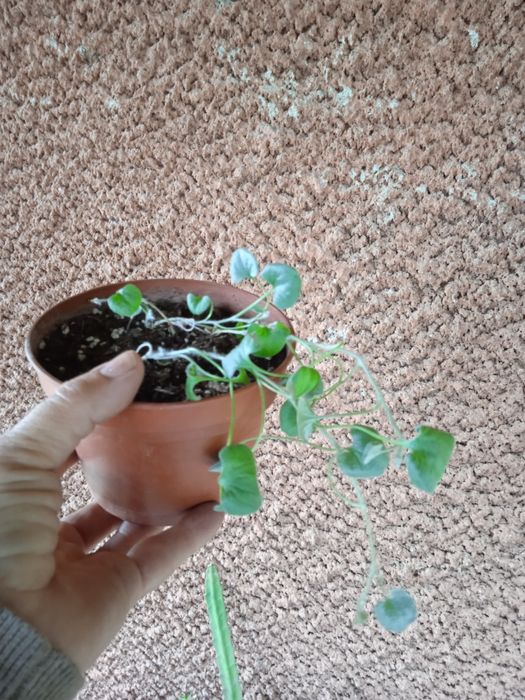 Кімнатні рослини