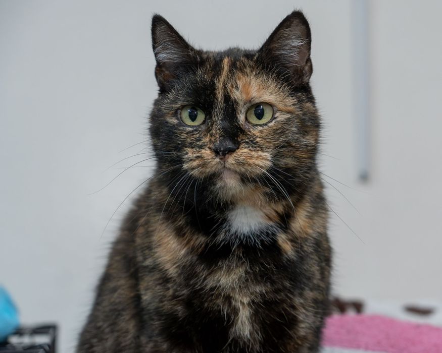 Szarlotka - piękna szylkretka szuka domku na zawsze w Poznaniu