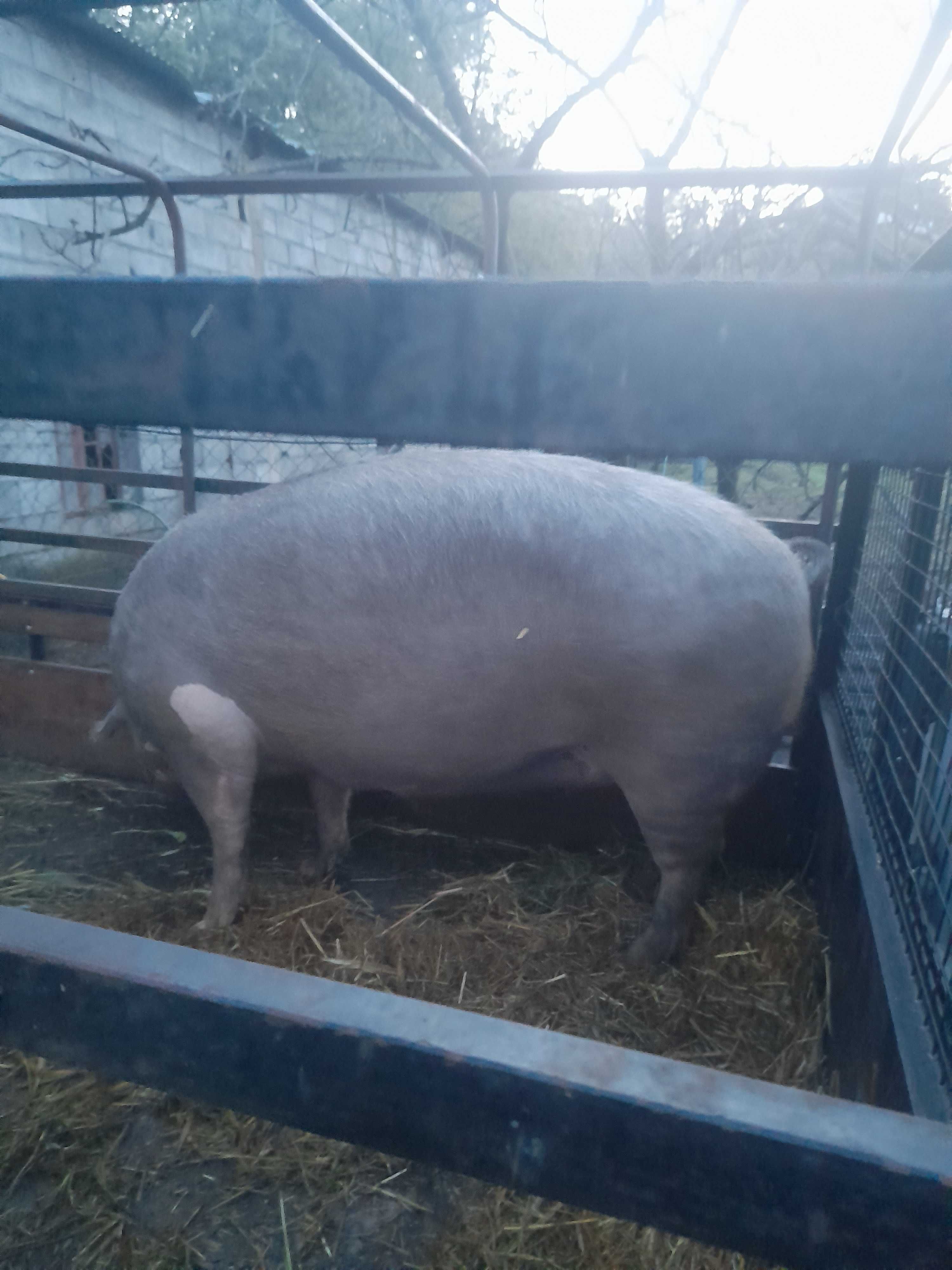 Porca com um ano para venda