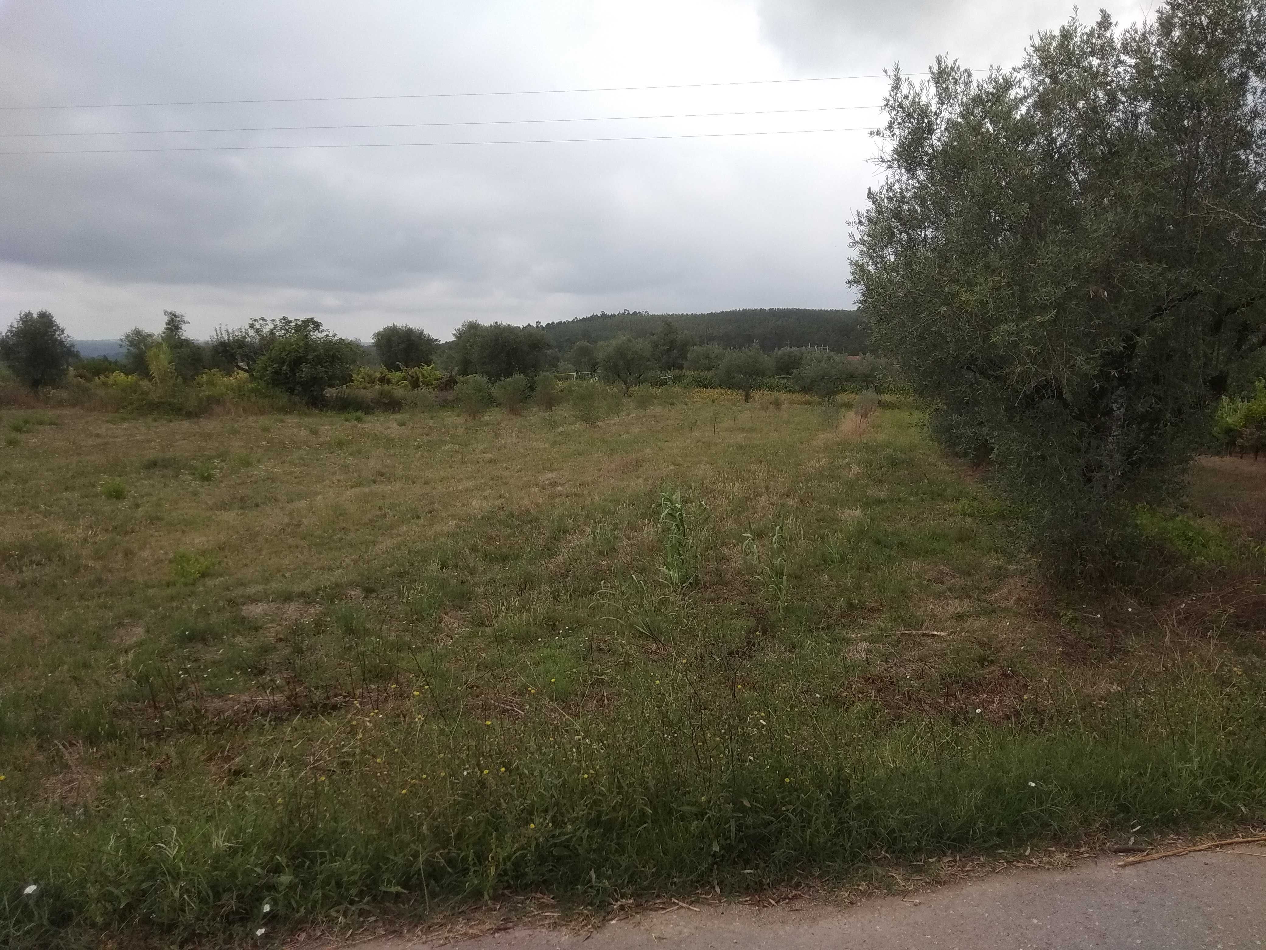 Terreno para venda entre Condeixa e Soure