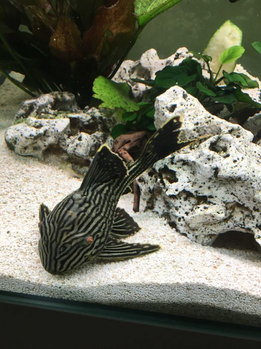 Pleco Royal Panaque