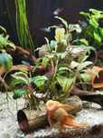 Rosliny do akwarium - Bucephalandra