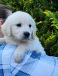 Szczeniaczek Golden Retriever
