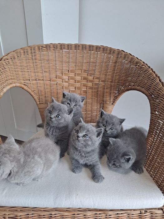 Kocurki brytyjskie krótkowłose niebieskie kot brytyjski