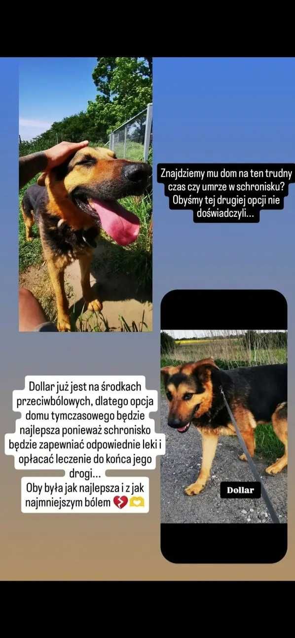 Dolar UMIERA na raka kości i BŁAGA o DT! NIE PRZEŻYJE w schronie! UD!!