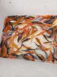 Karp koi 15-20cm,  Jesiotr, złota orfa, karas kolorowy oczko wodne