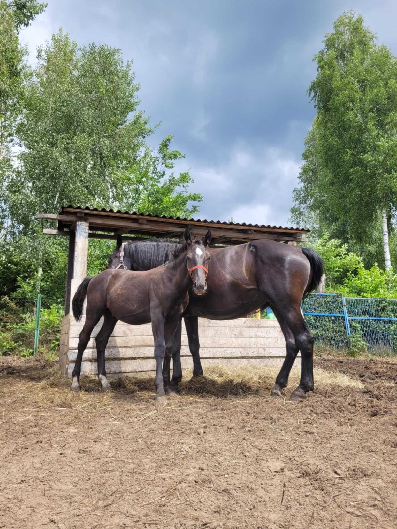 Sprzedam ogierka ślaskiego
