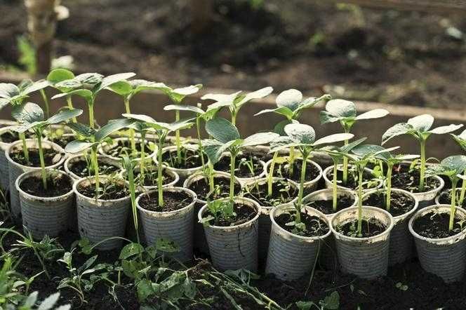 Ziemia do WYSIEWU I PIKOWANIA do Warzyw i Roślin Planta 50 L