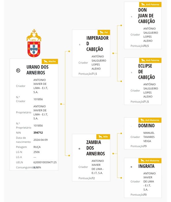 Poldro PSL de 1 ano linhas Dressage internacional