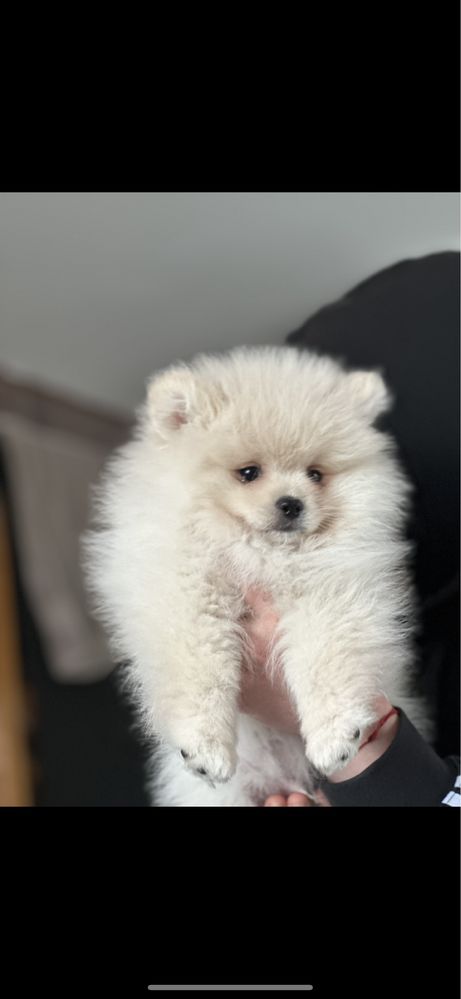 Szpic miniaturowy /Pomeranian FCI  cudo