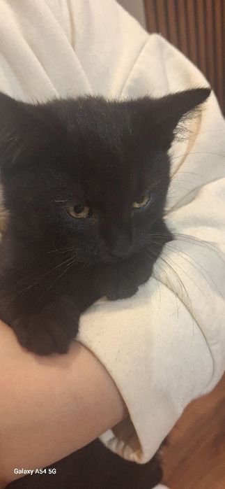 Oddam kotki w dobre ręce  ogłoszenie prywatne